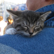 Image for article titled Hallmark Channel to launch Kitten Bowl in 2014, end the world's cat sports drought